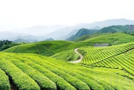 拟获资助项目经费4000万元！梧州申报的六堡茶科技重大专项获自治区科技厅立项公示