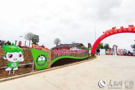 “中国名茶之乡”苍梧县举行六堡茶开茶节