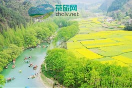 陕西汉中：税务送“春风” 茶香溢满致富路