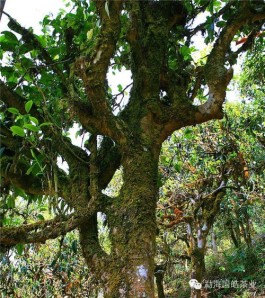 畅享茶山之旅系列—— 走进一座千年古寨？