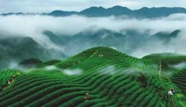 福建台企与央企联手打造高端生态茶庄园