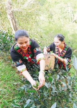 海南茶旅相融合 茶韵引客来