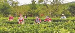 青竹山：茶旅融合 创新引领