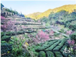 广东最受欢迎十大茶旅游线路：揭阳市揭阳玉湖山生态茶园