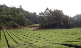 湖北省茶文化旅游线路推荐——宜昌·大堰乡千丈坑生态茶园