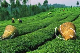 茶的制作过程和工艺方法是什么？