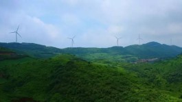 最美茶园：柏杨坝高山名优红茶基地