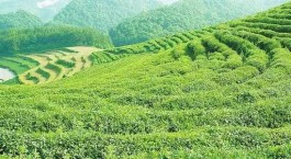 2020年印度茶叶产量下降，茶叶价格创历史新高