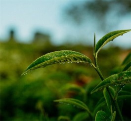 福建安溪产什么茶（福建安溪什么茶最出名）