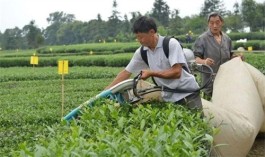 提高茶叶质量 擦亮藏茶“金字招牌”——雨城区藏茶产业实现稳步发展