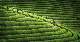 茶旅行业的发展之道