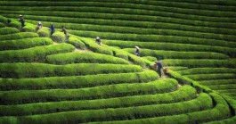 茶旅行业的发展之道