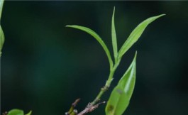 划重点，普洱茶6个基本知识点