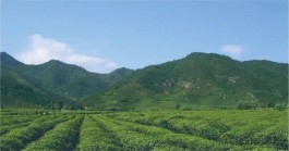 抢抓机遇 推动川茶产业高质量发展