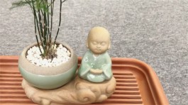 茶宠会死掉吗（茶宠不会死掉）