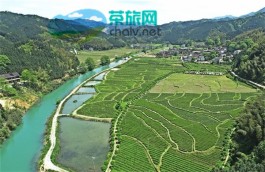 天堂山办事处：“茶旅结合”，打造“深呼吸茶乡”