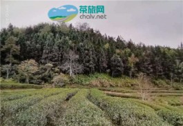 茶文化旅游：感受“武夷岩茶”魅力