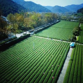 中国英德红茶文化历史 茶的传承 世界高香红茶