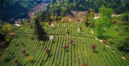 茶旅跨界融合 看乐山这个村如何焕发“新芽”
