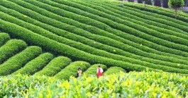 凤冈农商银行助力茶业蓬勃发展