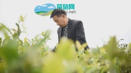 毕节市黔西县谷里镇：千亩茶园管护忙 群众增收有保障