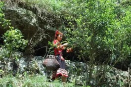 最美茶园：塔山婆婆原生态野生茶场