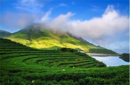 依托茶山资源发展体验式旅游 云南将打造10条茶旅线路
