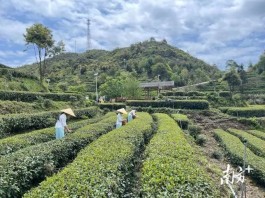 广东最受欢迎十大茶旅游线路：梅州市丰顺县丰顺红色马图·绿色马山茶文化体验之旅