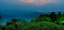 【漫话茶山】走进易武茶山