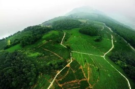 最美茶园：白象山茶园