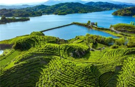 茶乡旅游精品线路——湖北英山 英山县品茗“森”呼吸 登高赏红叶之旅