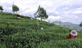 都匀 茶旅融合做美毛尖