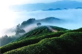 湖北立法促进茶产业发展 茶叶主产区政府可划定种植保护区
