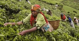 肯尼亚茶产业面临工作机会流失——机器升级逐步取代更多人工