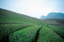 什么是武夷岩茶？它又分为哪几小类？