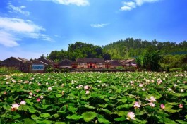 金牌茶旅路线，丹仙湖茶乡之旅路线