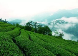 金牌茶旅路线，婺源生态有机茶园，婺源月亮湾茶园