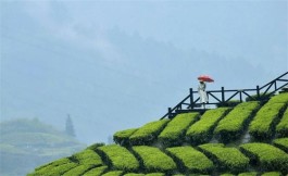 三峡茶旅发展“路线图”敲定