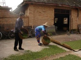 普洱茶：我在茶山行走中认识你之曼迈