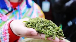 宜宾新增5家茶企授权使用“天府龙芽”地理标志