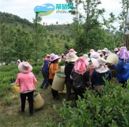 大理苍山西镇大浪坝：生态茶园百人忙