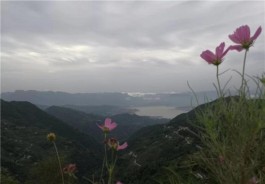 距离三峡大坝40公里，海拔1000米，三峡茶旅小镇即将开门迎客