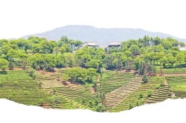 “茶旅融合”：全域旅游注入茶文化，让大茶区变大景区