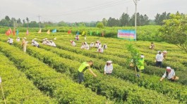 采茶、制茶、品茶……这场研学旅行带你体验蓬溪茶文化！ 