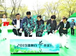 2019溧阳白茶开采，“茶旅融合”打响全域旅游新品牌