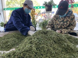 黄山市黄山区：抓生态，促茶旅