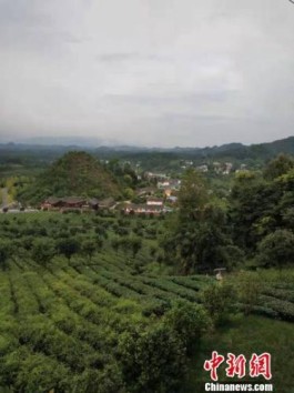 贵州湄潭：茶旅结合造就“七彩”生活