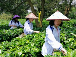 春风十里 茶乡之旅——陈村职校茶艺社赴广东英德上茗轩茶园开展茶研学游活动