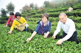 丰顺以建设省级现代农业产业园为契机推进茶叶产业高质量发展