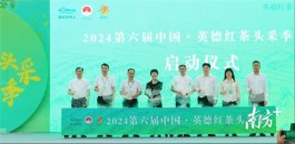 2024第六届中国·英德红茶头采季开幕，17.7万亩茶园开采！